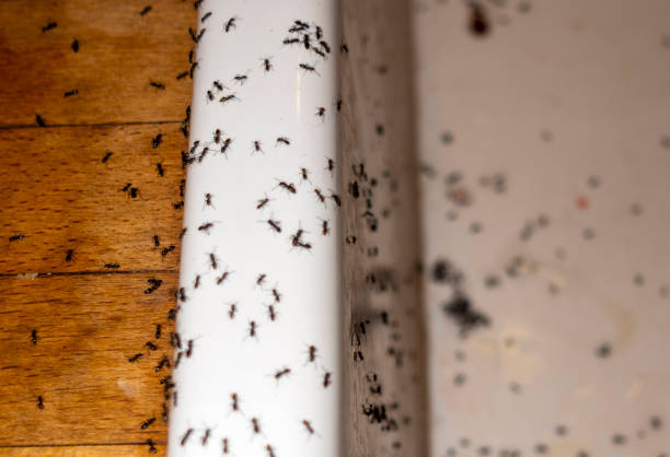 Best Insect Control  in Painesville, OH